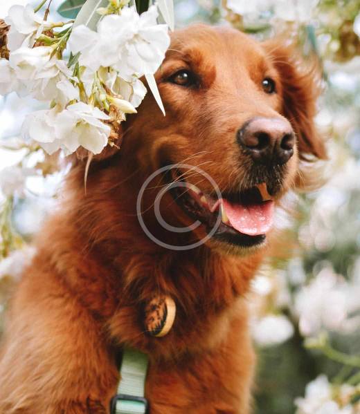 vet-image2-copyright vet-image2-copyright